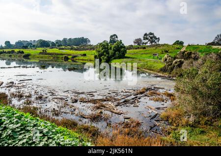 King tides fill an estuary at the Oyster Bay Regional shoreline park in
