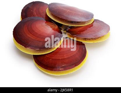 Japanese moon scallop isolated on white background Stock Photo