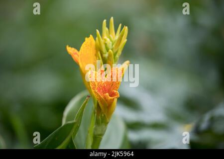 Yellow flowering Canna Island Tenerife plant in a garden in July, England, United Kingdom Stock Photo