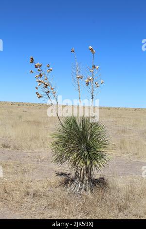 Yucca in the Davis Mountains, Texas Stock Photo - Alamy