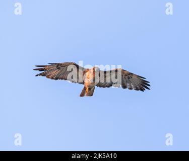 A Red-tailed Hawk in flight during Wyoming's golden hour. Stock Photo