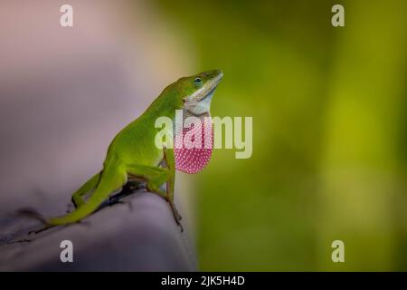A male Green Anole (Anolis carolinensis) shows off his red dewlap, or throat fan, to proclaim his territory. Plenty of copy space. Stock Photo