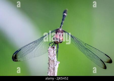 A Swift Setwing (Dythemis velox) perches on a twig. Raleigh, North Carolina. Stock Photo