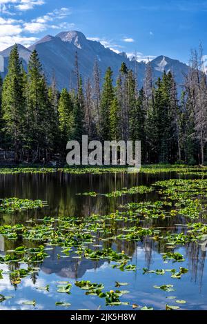 Longs Peak relfected in Nymph Lake between the Pond Lillies in Rocky Mountain National Park, Colorado. Stock Photo