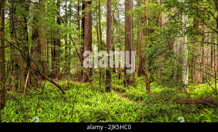 A panoramic image of an amphitheatre of Redwoods in the Tall Trees Grove, Redwoods National Park, California. Stock Photo