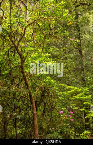 A moss covered rhododendron tree in a lush forest along the Tall Trees Trail in Redwoods National Park, California. Stock Photo