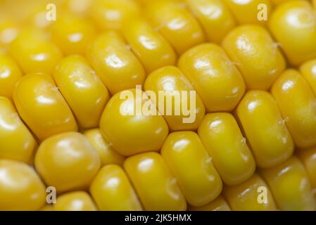 Corn kernels close up macro photograph. Stock Photo
