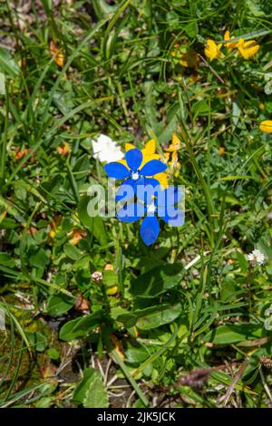 Blooming Gentiana verna in the summer. Flowering blue spring gentian in Dolomites. Italy. Stock Photo