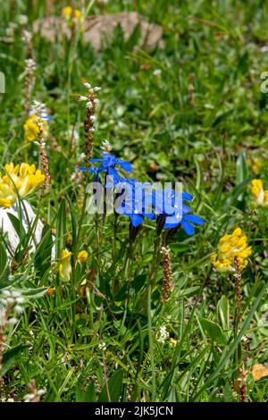 Blooming Gentiana verna in the summer. Flowering blue spring gentian in Dolomites. Italy. Stock Photo