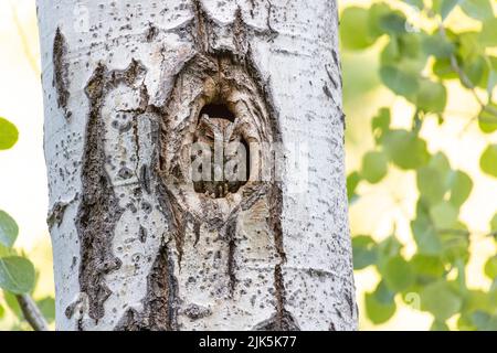 Flammulated Owl in nest at Kelowna BC Canada, June 2022 Stock Photo