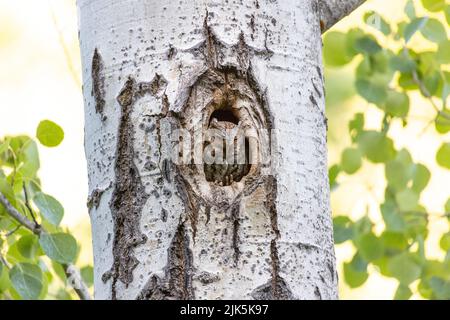 Flammulated Owl in nest at Kelowna BC Canada, June 2022 Stock Photo