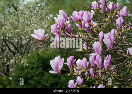 Magnolia spring blossoms in the Van Dusen Botanical Gardens, Vancouver, British Columbia, Canada. Stock Photo