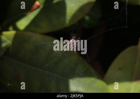 Weave Insect The spider weaves a web and hunts for insects Stock Photo - Alamy