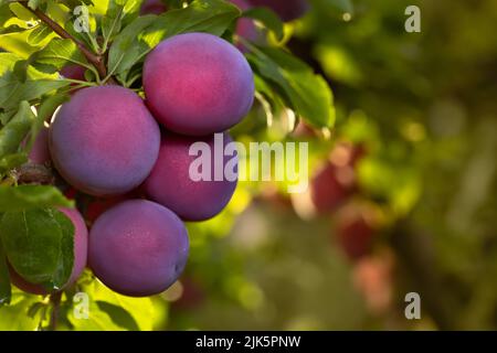 closeup of ripe cherry plums hanging on branch in garden Stock Photo