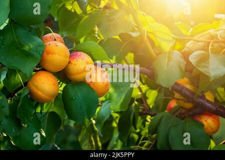 ripe apricots hanging on branch in garden Stock Photo