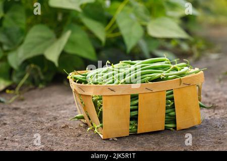 harvest of fresh green beans in basket on vegetable garden Stock Photo