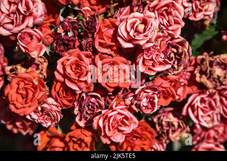 Bush of miniature red roses seen up close Stock Photo
