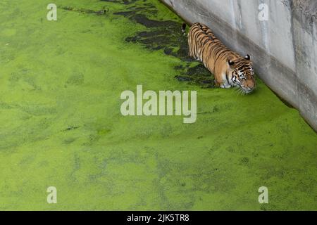 Bengal tigers relax in the water Stock Photo