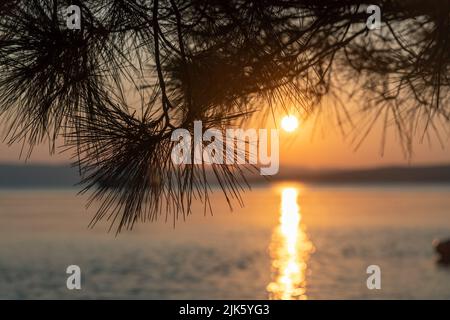 The sunset on the Adriatic Sea seen through the pine needles Stock Photo