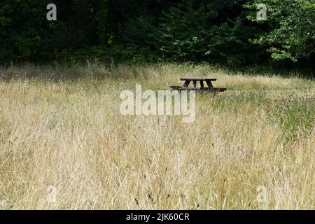 Outdoor wooden bench seat in wild grasses, Stackpole Court, Stackpole, Pembrokeshire, Wales Stock Photo