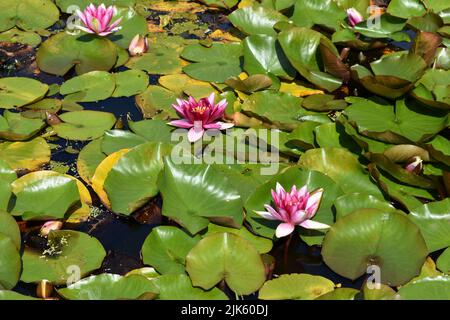Pink flowering waterlilies, Stackpole walled gardens, Stackpole Estate ...