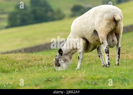 Bluefaced Leicester ram, or male sheep, with head down and grazing in lush green summer pasture. Facing left. Yorkshire Dales, UK.  Blurred, cle Stock Photo