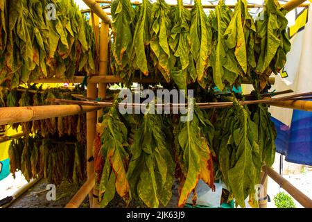 Drying traditional tobacco leaves with Hanging in a field, Indonesia. High quality dry cut tobacco big leaf. Stock Photo