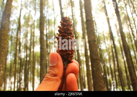 brown pine cone, pine seed on pine forest Stock Photo