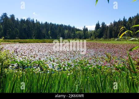 Beaver Lake, Stanley Park, Vancouver. Stock Photo