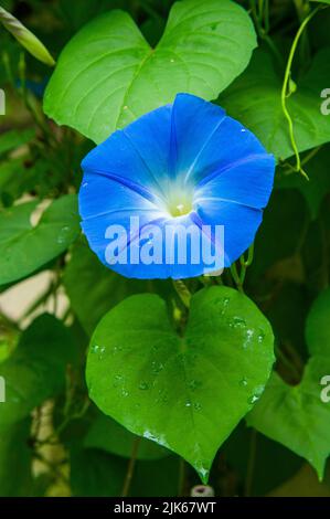 Ipomoea tricolor, Mexican morning glory, blossoms in Pruhonice, Czech Republic on September 17, 2016. (CTK Photo/Libor Sojka) Stock Photo