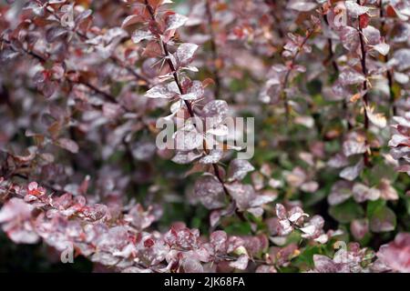 Powdery mildew, a fungal disease, infection on barberry leaves. Stock Photo
