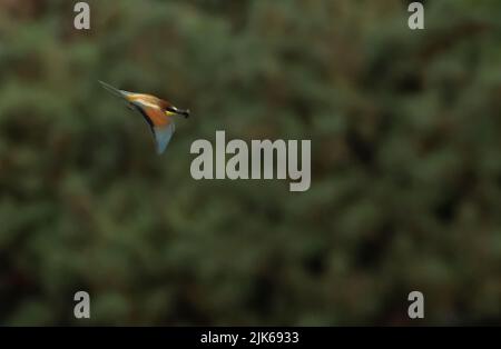 A European Bee-eater (Merops apiaster) flying back to it's nest carrying a bee, Trimingham, Norfolk Stock Photo