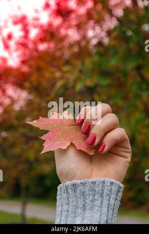 Stylish red female nails. Fall leaf in hands. Modern Beautiful manicure. Autumn nail design concept of beauty treatment. Gel nails. Skin care. Stock Photo