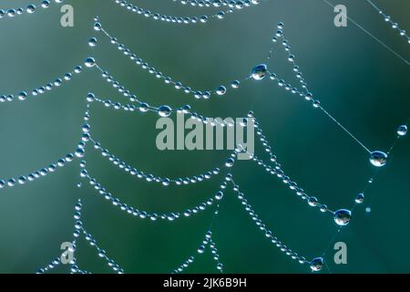 Spider web with dew drops, close-up shot in the morning. Blurred background. Stock Photo