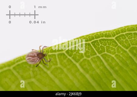 Small deer tick on green leaf and measuring scale on a white background. Ixodes ricinus. Closeup a parasitic mite fattened with blood. Insect parasite. Stock Photo