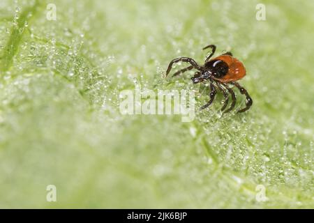 Wet female deer tick crawling in water drops on hairy green leaf. Ixodes ricinus or scapularis. Closeup a dangerous parasite on nature blur background. Stock Photo