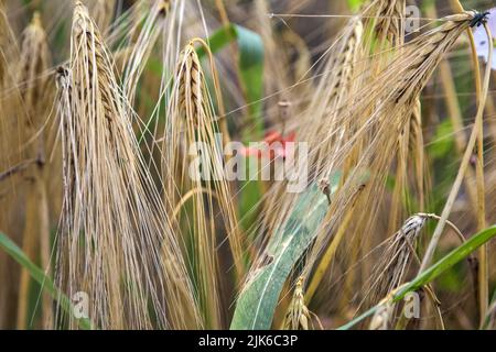 Poppy and convolvulus among ear of wheat seen up close Stock Photo - Alamy