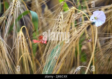 Poppy and convolvulus among ear of wheat seen up close Stock Photo - Alamy