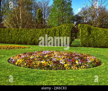 A floral display of colourful summer flowering pansies in a flower bed Stock Photo