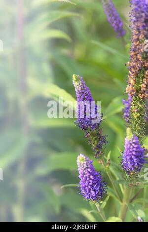 Long blue flowers Veronica spicata in a flower bed. Perennial herbaceous ornamental plant. Gardening and landscape design. Stock Photo