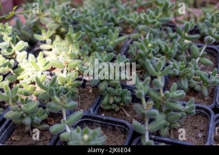 delosperma echinatum seedlings in small pots in greenhouse Stock Photo