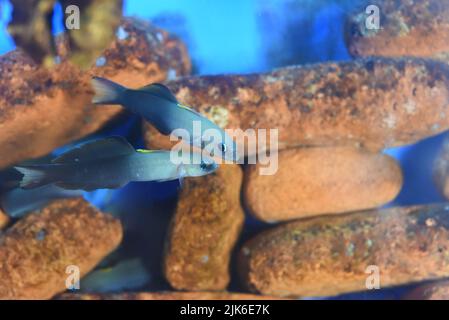 The Scissortail Dartfish Goby  in aquarium closeup Stock Photo