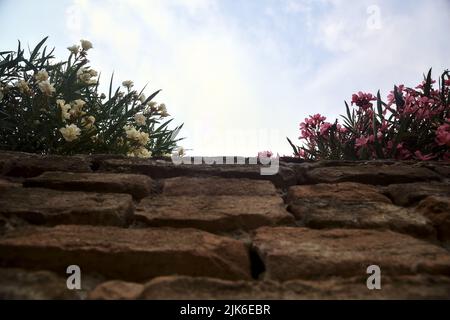 Oleander bushes in bloom over a brick wall with the sky as background Stock Photo