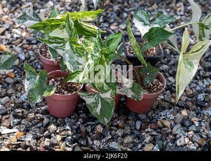 Syngonium variegated plants propagation in small pots in plant nursery Stock Photo