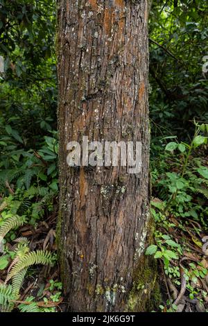 tree trunk with moss, bark texture, plants background, nature wallpaper Stock Photo