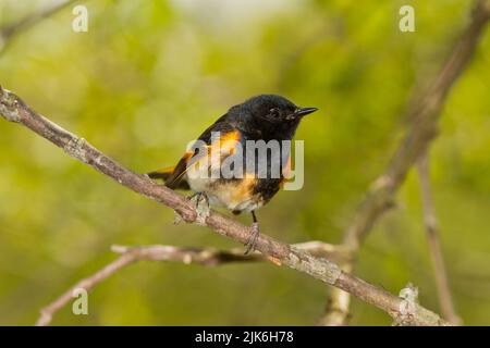 American Redstart (Setophaga ruticilla), male, breeding plumage Stock Photo