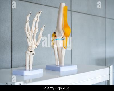 Close-up white human anatomy model of hand, wrist and knee-joint, patella and leg tendons on shelf in doctor room. Vision scientific human part skelet Stock Photo