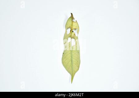 dry leaf decompose look like ghost face structure on white background Stock Photo