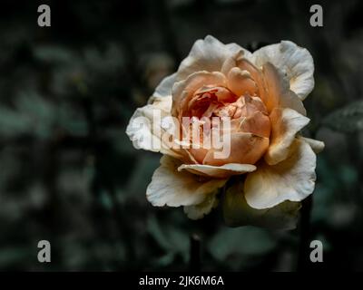 The wounded petals of a withering Masora roses Stock Photo