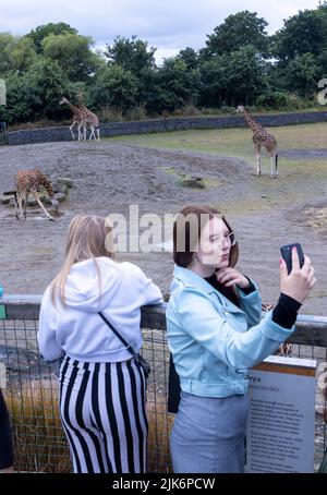 tourists taking selfie in front of giraffes, Dublin Zoo, Ireland Stock Photo